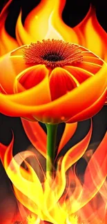 Fiery orange flower with flames in a vibrant wallpaper design.