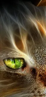 Close-up of a cat's eye with fiery orange highlights.