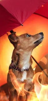 Dog sitting under a red umbrella with fiery background.