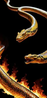 Dynamic wallpaper featuring two fiery snakes on a black background.