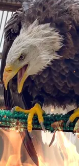 Majestic eagle on fire-themed background.