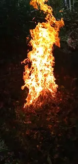 Fiery blaze in a dark forest wallpaper.