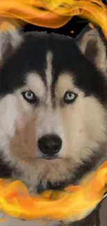 Husky surrounded by vibrant flames on a dark background.