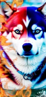 Vibrant husky with fire and ice theme on mobile wallpaper.