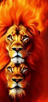 Vibrant fiery lions with flaming manes in dynamic mobile wallpaper.