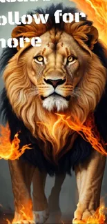 Majestic lion surrounded by flames in a striking mobile wallpaper.