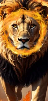 Lion with fiery mane mobile wallpaper.