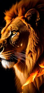 Lion with fiery mane on a dark background wallpaper.