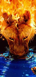 Fiery lion reflection with flaming mane in blue water, vibrant mobile wallpaper.