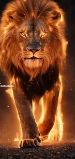 Fiery lion walking majestically