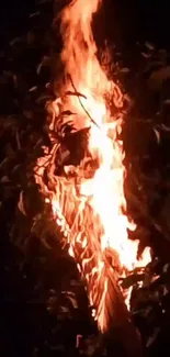 Flames engulfing a tree at night, casting a warm glow.