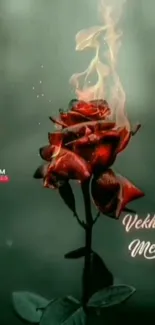 Fiery red rose with flames on dark background.