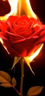 Red rose on fire with dark background.