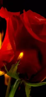 Mobile wallpaper of a fiery red rose engulfed in flames.