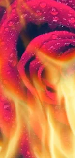 A fiery red rose with flames design mobile wallpaper.