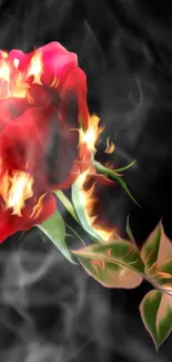 Fiery red rose with flames in smoky background.