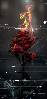 Fiery red rose with burning flames in a dark background.