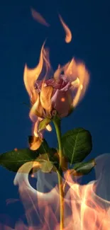 Burning rose against a deep blue background.