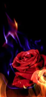 A red rose with flames on a dark background.