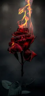 A burning red rose with flames on a dark, moody background.