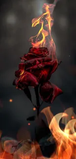 A rose engulfed in flames on a dark background.