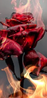 Fiery red rose on a dark background with flames.