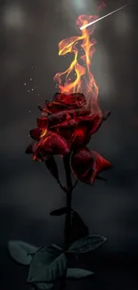 Dark wallpaper with a burning red rose.