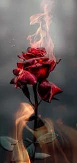 A red rose with flames against a dark, smoky background.