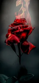 Fiery rose with glowing petals against a dark background wallpaper.