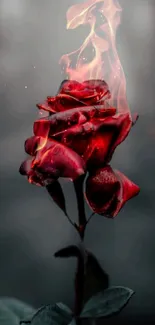 A vivid red rose with flames, set against a soft, misty background.