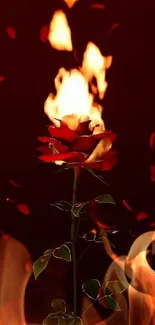 Mobile wallpaper of a rose with flames and falling red petals.