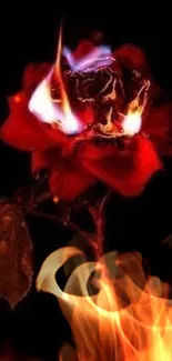 A vibrant red rose engulfed in flames against a dark background, creating a dramatic effect.