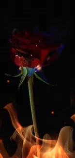 Mobile wallpaper featuring a red rose engulfed in flames on a dark background.