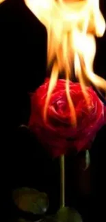 Mobile wallpaper of a burning rose against a dark background.