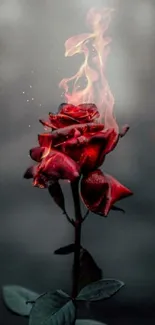 Fiery red rose with flames as mobile wallpaper.