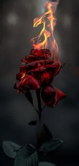 Fiery rose with flames on a dark background, stunning mobile wallpaper.