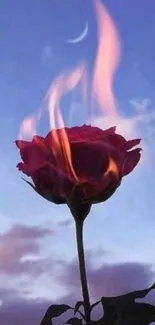 Fiery rose with flames under a twilight sky.