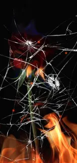 Fiery rose with cracked glass effect on black background.