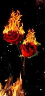 Red roses engulfed in bright flames on a dark background.