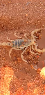 Scorpion on desert sand with fiery accents.