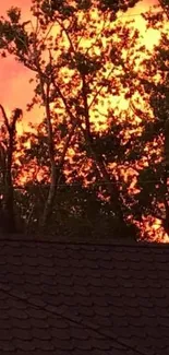 Fiery sunset glow through silhouetted trees.