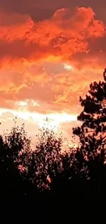 Sunset with orange clouds and tree silhouette.