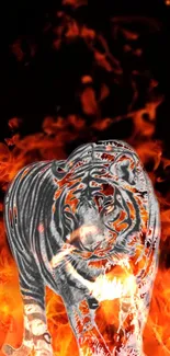 Silver tiger amidst vibrant orange flames wallpaper.