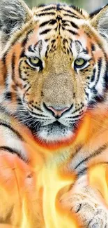 Majestic tiger with fiery flames wallpaper.