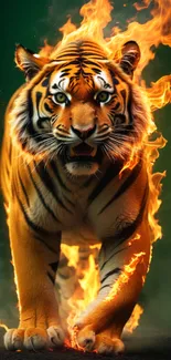 Fiery tiger walking through flames in a dramatic pose, captivating wallpaper design.