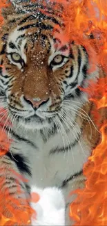 Tiger surrounded by vibrant flames in a striking mobile wallpaper.