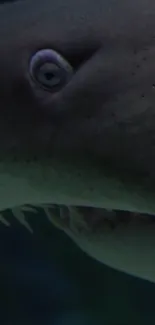 Fin Fish Underwater Live Wallpaper