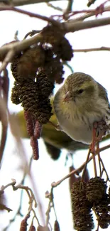 A finch sits quietly on brown branches in a wintery scene, perfect for phone wallpaper.