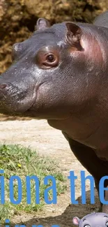 Fiona the Hippo standing outdoors, vivid and lifelike.