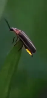 Firefly glowing on a leaf with a dark green background.